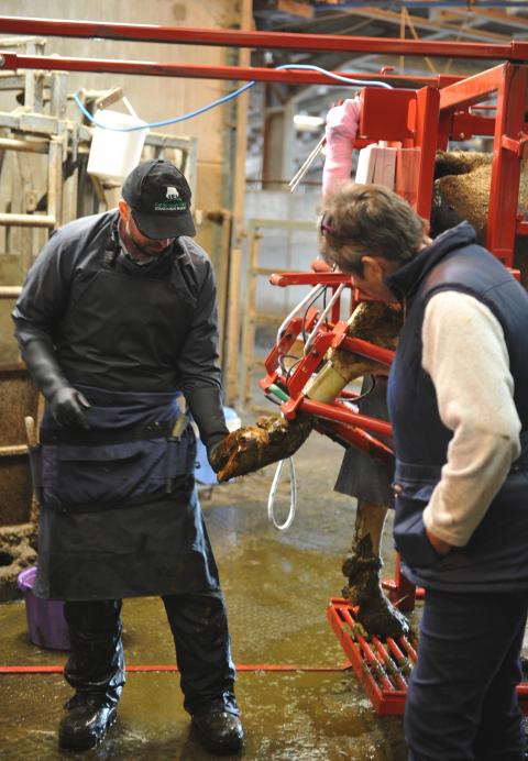 nick bell master lameness 2