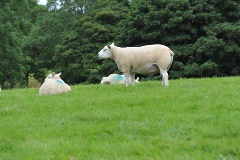 pg 4 arwyn williams ram 0