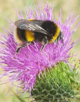 photo credit anna hobbs 1