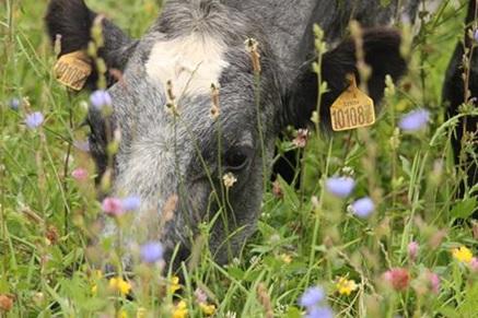 photo credit cotswold seeds ltd 0