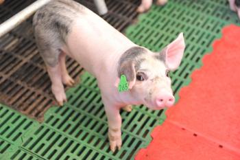 piglet with eid tag 350x233 0