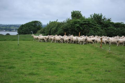 poll dorsets moving cell