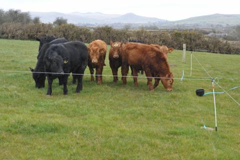 rotational grazing at orsedd 2 1
