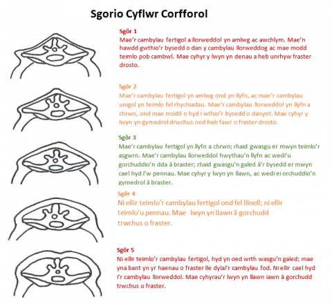 sgorio cyflwr corfforol 0