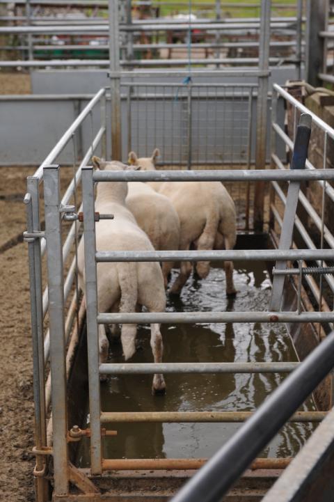 sheep in footbath