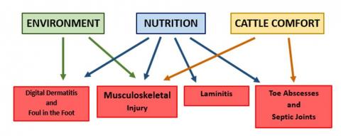 tech article lameness in beef cattle