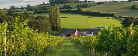 white castle vineyard abergavenny