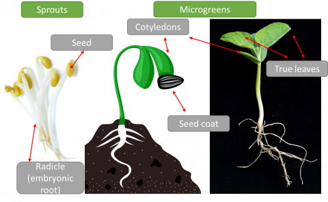 microgreens