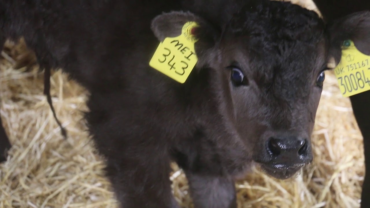 BVD Phil Jones - Fferm Lan Farm