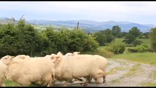 Animal Health and Welfare Training