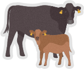 Increase the number of calves reared from 80% to 85%