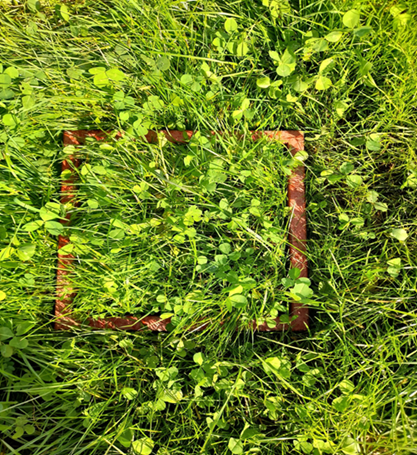 May 2025 Visual clover plant count 