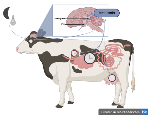 Light, or the absence of light, is detected by the eye and controls melatonin regulation of cattle physiology 