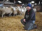 How feeding clover silage cut costs in run-up to lambing