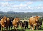 Disease Management in Cattle