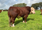 New for Farmers: Managing Breeding Bulls workshop with Farming Connect