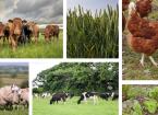 Welsh Farmers Lead the Way with Innovative Trials Funded by Farming Connect
