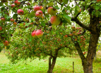 Orchard Establishment and Management