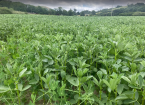 Protein bi-crop generates feed cost savings at Welsh livestock farm