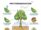 Phytoremediation
