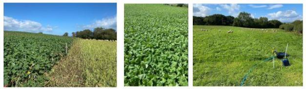  Established Redstart crop 17 July