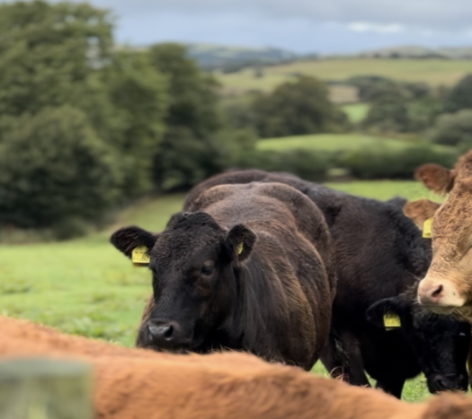  Heifers at Cornwal Uchaf