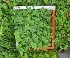 October 2025 Visual clover plant count  