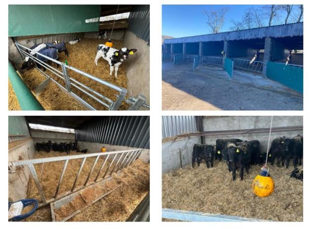 new calf housing system