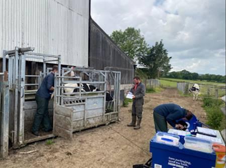Figure 2. Implanting embryos in well grown heifers