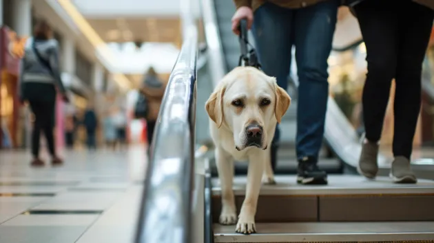 Assistance dog in a shopping centre