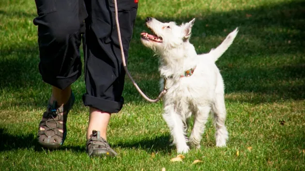 Dog on lead