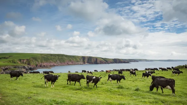 Cows in a field in Barafundle Bay, Pembrokeshire