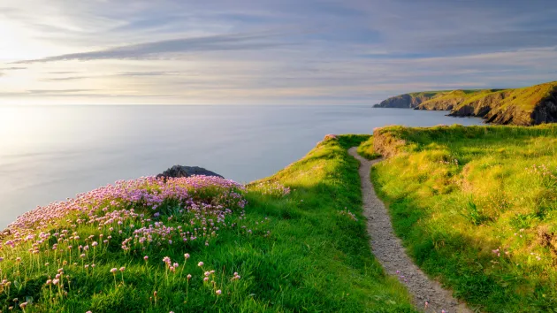 Spring evening light on Thrift 'Sea Pinks' in Ceibwr Bay, Pembroke, Wales