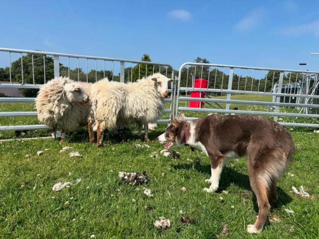 Delwedd o ddefaid a chŵn defaid yn y cae