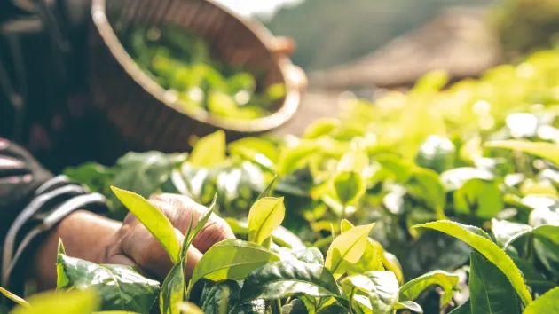 Tea plantation 