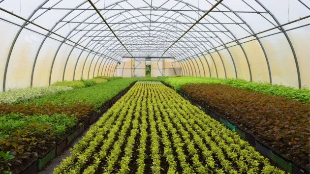 polytunnel - plants
