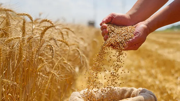 Harvesting wheat