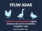 Fliw Adar