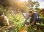 Person working in a garden 
