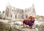 Dachshund near Tintern Abbey 