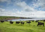 Cows in a field in Barafundle Bay, Pembrokeshire 