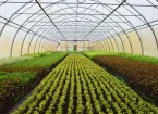 polytunnel - plants