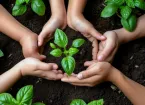 hands holding seedlings 