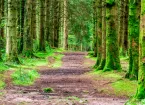 Forest in Wales