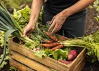 Vegetable farmer arranging freshly picked produce into a crate on an organic farm
